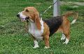 Basset Artesian Normand