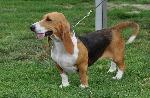 Basset Artésien Normand