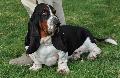 Basset Hound