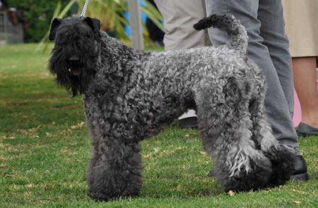 Kerry Blue Terrier
