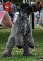 Kerry Blue Terrier