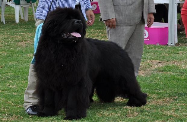 Cão da Terra Nova