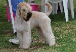 Cães