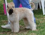 Cães