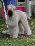 Soft Coated Wheaten Terrier