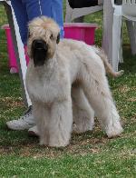 Cães