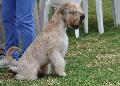 Soft Coated Wheaten Terrier