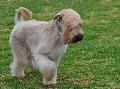 Soft Coated Wheaten Terrier