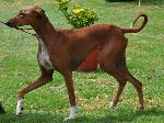 Cães