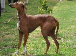 Cães