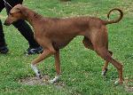 Cães