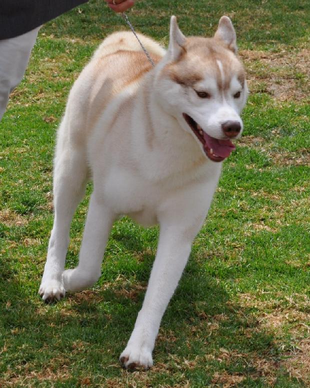 Husky Siberiano
