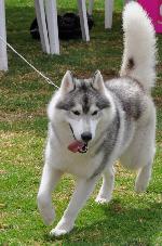 Cães