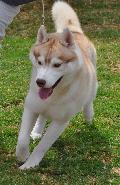 Husky Siberiano