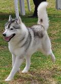 Husky Siberiano