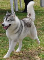 Cães
