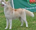 Husky Siberiano