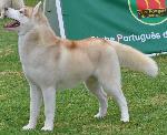 Cães