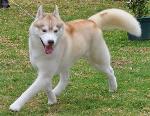 Cães