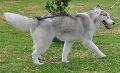 Husky Siberiano