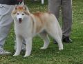 Husky Siberiano