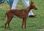 Cães