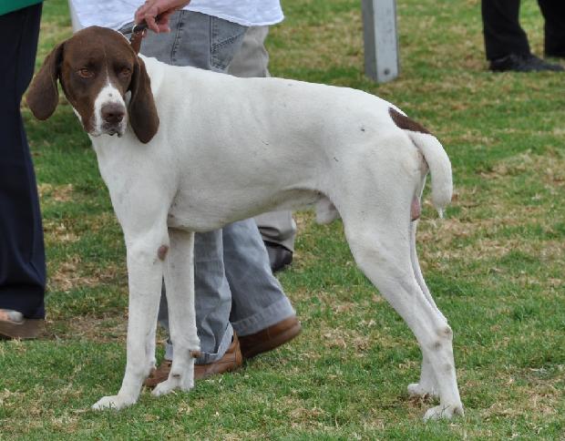Braco Francês Tipo Gascónia