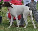 Cães