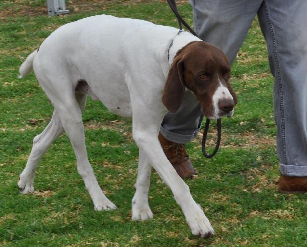 Braco Francês Tipo Gascónia