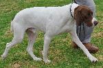 Cães