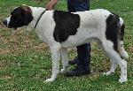 Cães