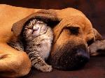 Gatos