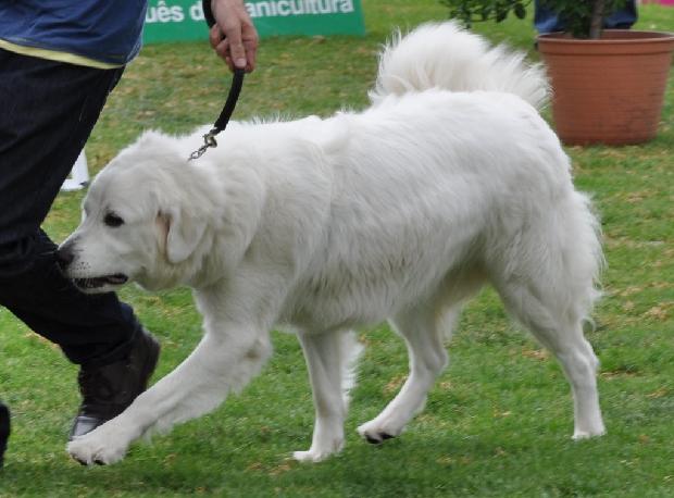Cão de Pastor de Tatra