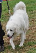 Cão de Pastor de Tatra