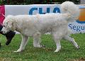 Cão de Pastor de Tatra