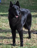 Cães