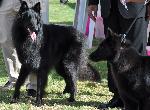 Cães