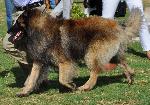 Cães