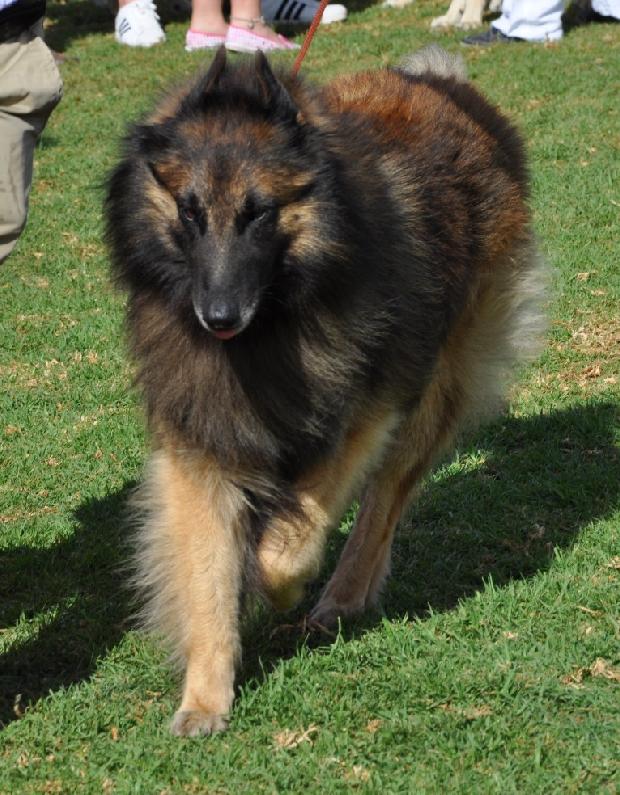 Pastor Belga Tervueren