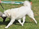 Cão de Pastor Polaco de Tatra