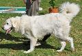 Cão de Pastor de Tatra