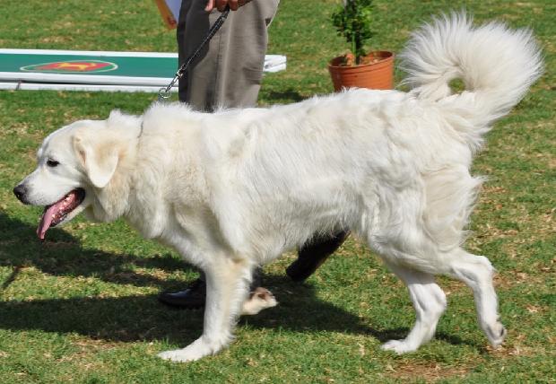 Cão de Pastor de Tatra