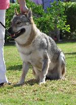 Cães