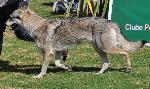 Cães