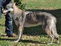 Cão Lobo Checoslovaco