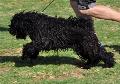 Puli