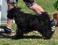 Puli