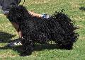 Puli