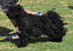 Cães