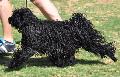 Puli